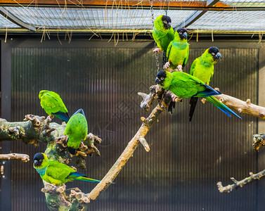 熬年夜丰富多彩的动物南天长尾鹦鹉组在美洲流行的热带宠物中坐在小树枝上团体背景