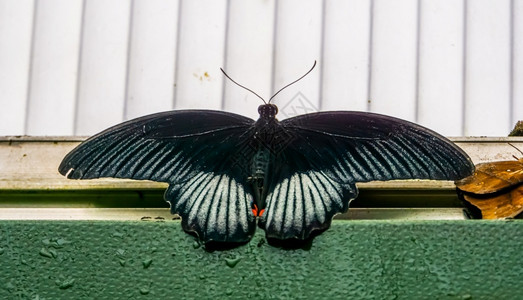 宠物黑白蝴蝶热带昆虫来自亚洲哲学的热带昆虫品种亚洲燕尾摩门教图片
