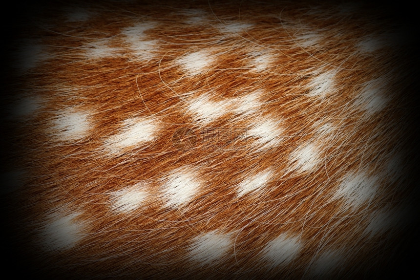 露出毛皮详细贴上维尼内特材料野生动物美丽的图片