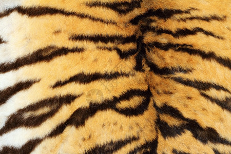凶猛的老虎的皮纹黑豹高清图片素材