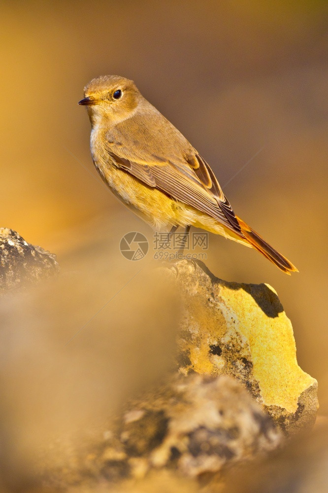 观鸟动物者雌RedstartPhoenicurusphoenicurus西班牙森林卡斯蒂利亚和莱昂西班牙欧洲图片