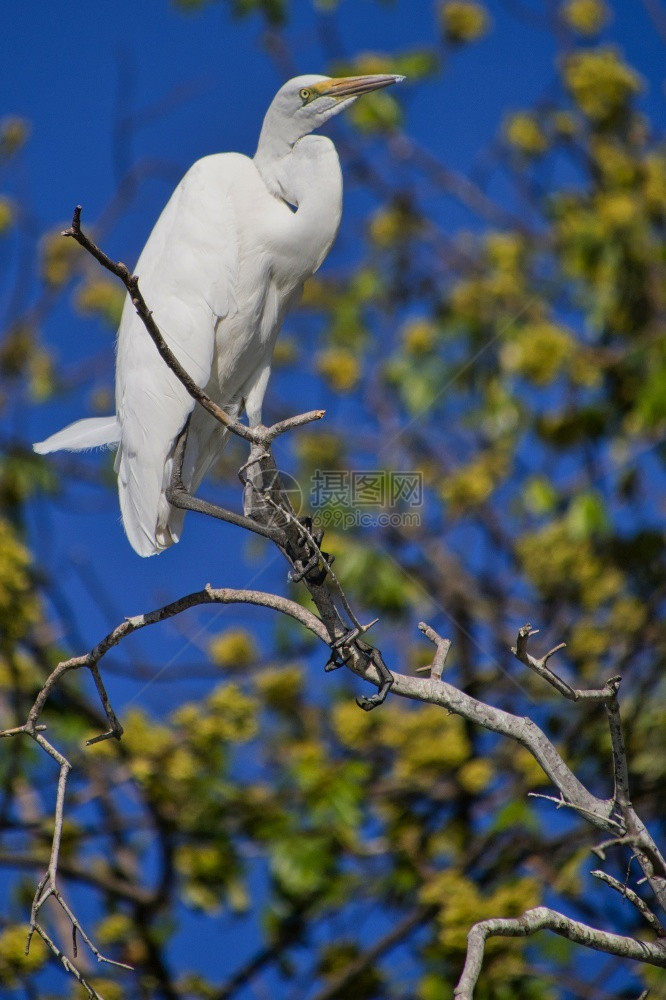 翅膀动物学大白鹭乔贝公园博茨瓦纳非洲AlbertoCarrera伯德图片