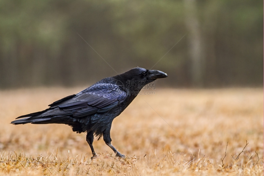 一种清算图霍尔斯基3月在BoryTucholskie公园的一个中森林清扫场上坐着的RavenCorvusCorax明显可见强大的图片