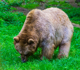 浅棕熊在森林草原上放牧即哺乳动物热带欧洲有色图片