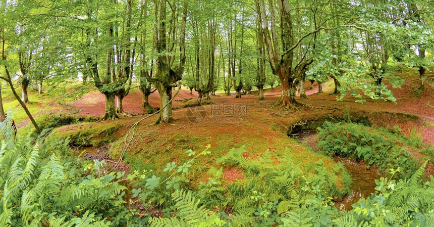 生物学OtzarretaBeech森林戈尔贝亚自然公园比兹卡亚巴斯克西班牙欧洲比斯凯亚生态图片