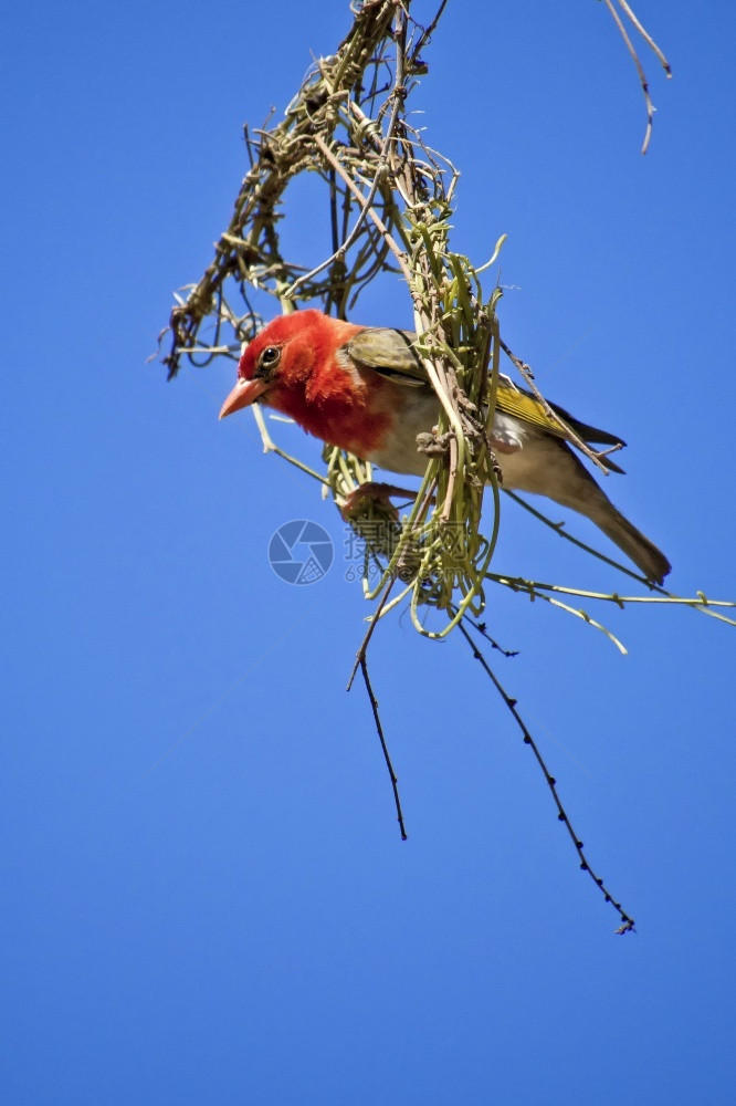 鸟的栖息地非洲南克鲁格公园红头韦弗Aanappectsmelaonotis克鲁格公园图片