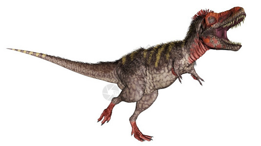 长尾捕食者科学的肉在白色背景中孤立的Tarbosaurus恐龙咆哮3D使Tarboazon恐龙咆哮3D使设计图片