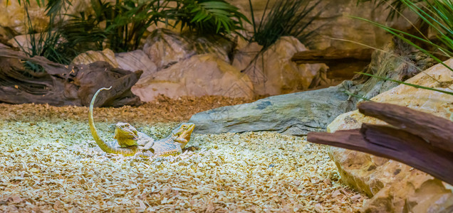 澳大利亚人鬣蜥两只中央长胡子龙蜥蜴互相顶躺爬行动物结合来自澳洲的爬行动物大胡子蜥科高清图片素材