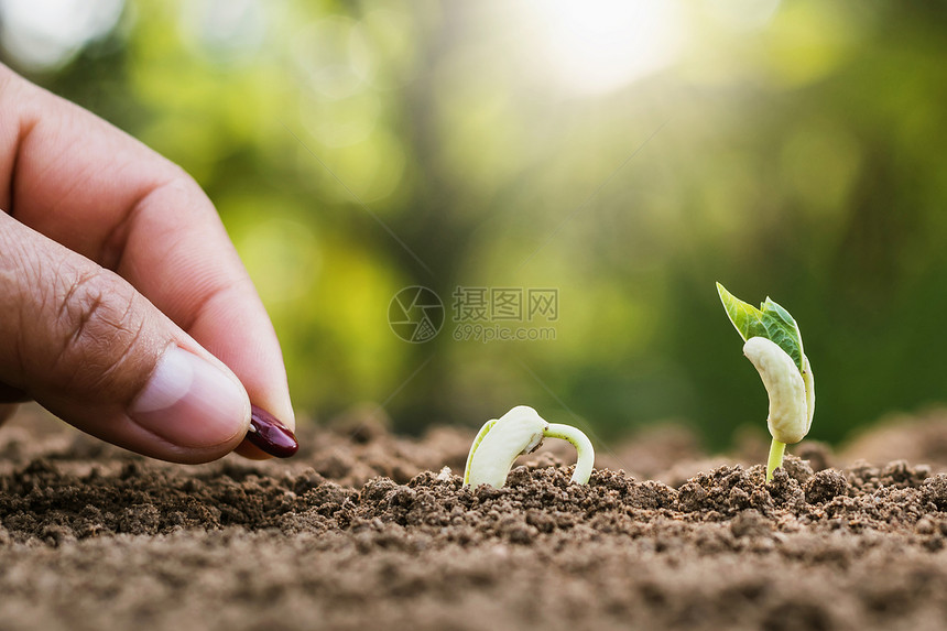 在有阳光的园圃里种植人工芽降低土壤手图片