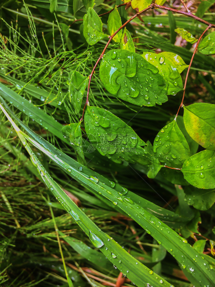 雨滴和绿草上露珠在野外自然降雨之后森林地貌景观在雨草原天然背景后绿色草叶的背景美丽树场地图片