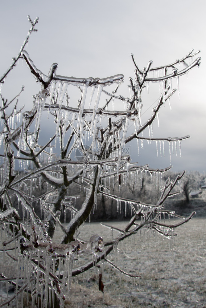 草冬季冷冻雨之后的冰川树分支完全封装在玻璃中气象损害图片