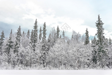 寒冷的松树森林在冬季许多积雪的景象冰冻松树森林在雪中山覆盖树木图片