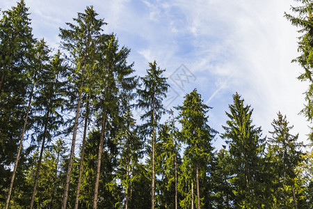 森林中树木的景象场夏天美丽阴影高清图片素材