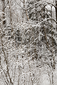 复制风景冬季的树木被拍照冬天的树丛中所有东西都被雪和冻霜覆盖美丽融化高清图片素材