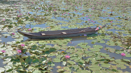 池塘宁静湖上一艘小木船有莲花背景旅行背景图片