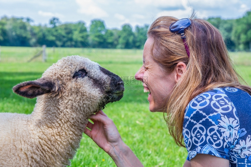 舍内维尔白种女人和羊头一起抚摸农场的动物毛茸乡村图片