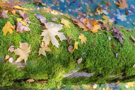 地衣和叶子的老树苔藓上秋叶地衣和子的老树绿色夏天阳光图片
