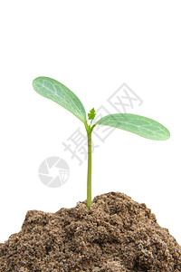 叶子树苗绿芽种植从土壤中生长的青植物以白色背景与剪切路径隔绝新的图片