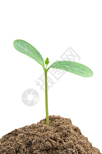 绿芽种植从土壤中生长的青植物以白色背景与剪切路径隔绝树苗蔬菜健康图片