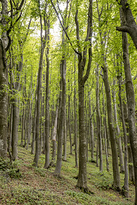 绿色木头阳光白天在森林中植树图片