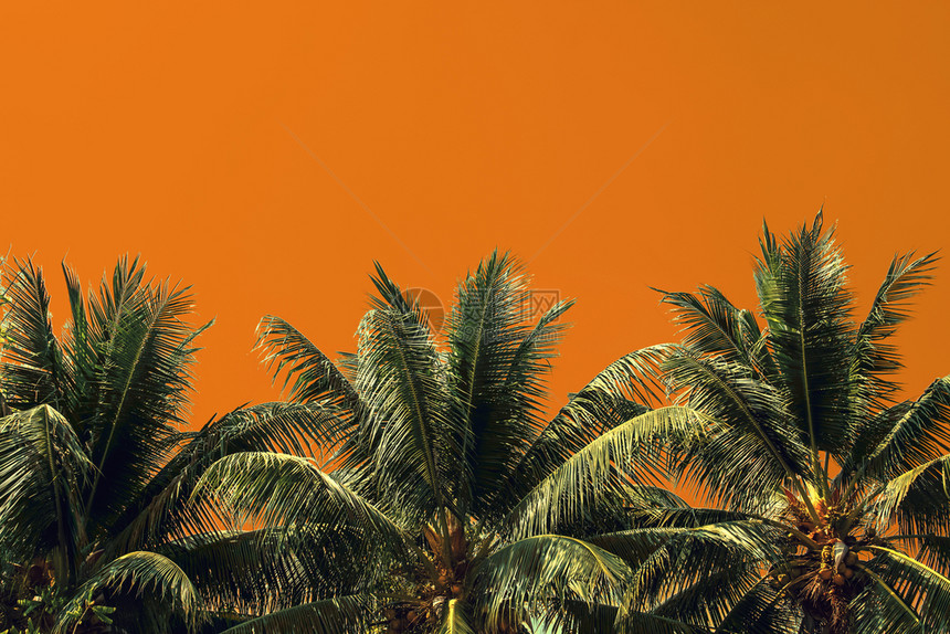 日落加勒比海在黄色背景上隔离的棕榈树抽象图片