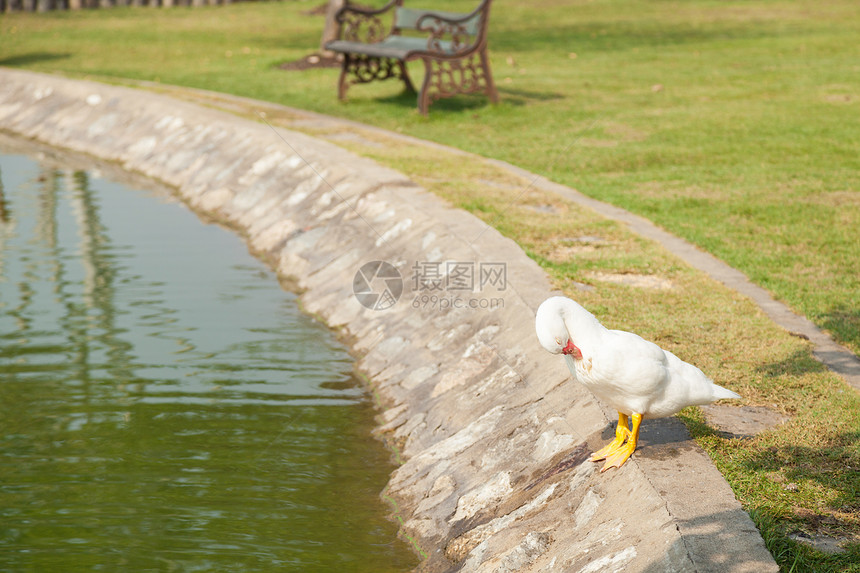 鸭子白在公园里保持井水的花园里反射天图片