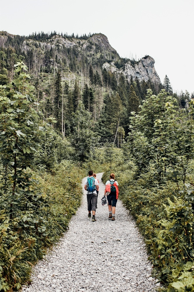 家庭背包在山上徒步旅行积极度过暑假一起走在森林道路上交谈和欣赏自然的山地风景家庭与背包在山上徒步积极地共度暑假家庭与背包在山上徒图片