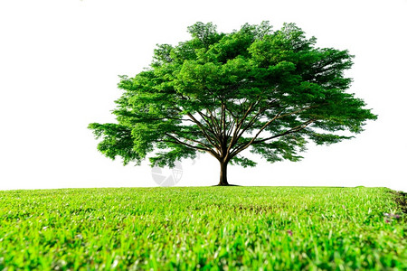长草颜团子分支晴天大绿树长着美丽的枝和绿草地在白色背景草坪上隔绝的绿树夏日花园阳光到绿草地上的大树家设计图片