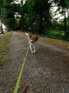 主人带着狗在公园里散步听话的宠物和他主人可爱比格犬纯种秋天图片