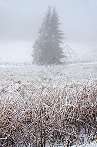 一月寒雾中的冬季风景草雪图片