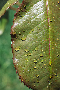 降低一片单独的绿叶上面有水滴玻璃叶子图片