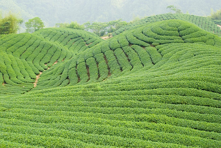 茶田庄稼图片