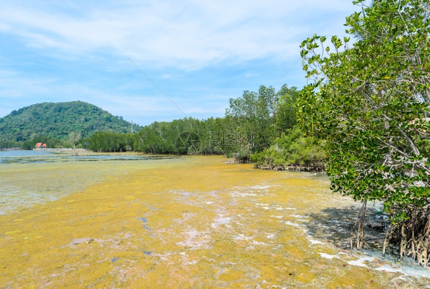 有害生态湖泰国热带海洋和红树林的藻华盛开泰国图片