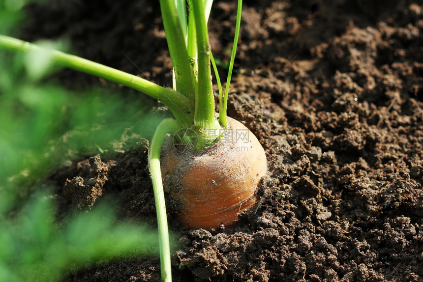 健康饮食概念胡萝卜种植在菜园里健康饮食概念胡萝卜种植在菜园里屈服庄稼种植园图片