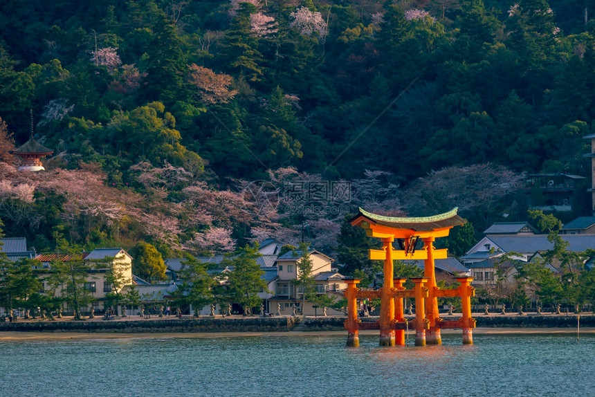 寺庙水日本广岛宫的石神社与樱树一起漂浮在日本广岛宫间海滩图片