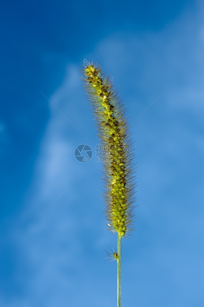 狗尾草以蓝天空背景为的狐尾绿色闭路拉丁名Setariaviridis草地户外图片