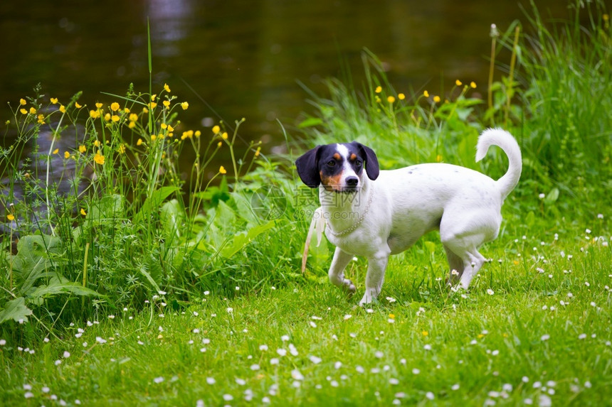 一只小狗在绿色草地上玩耍一只小狗在绿色草地上玩游戏跑步乐趣健康图片