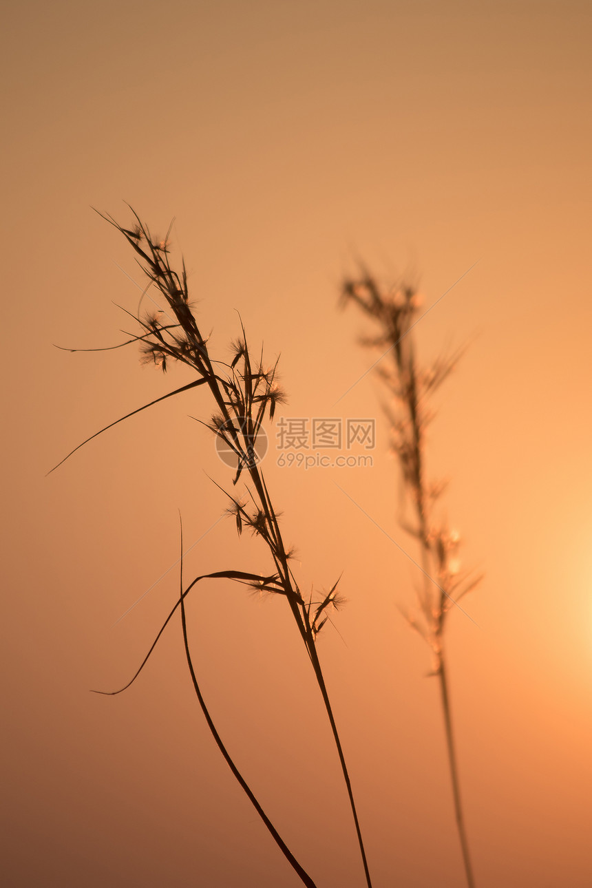 黄色的干草背影和黎明日出轮廓夏天图片