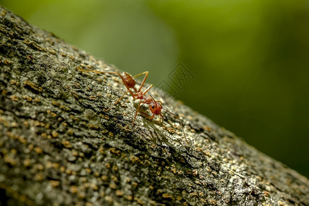 树干自然上的蚂蚁野生动物棕色的图片
