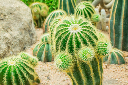 仙人掌植物图片