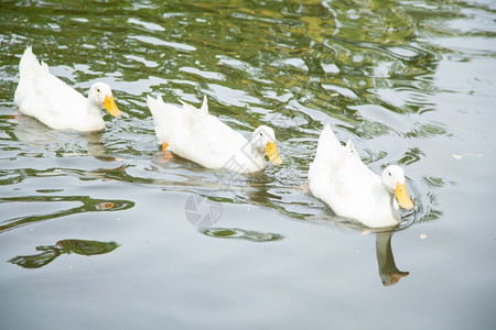 反射鸭子在水中游泳许多鸭子在公园内用池塘喂养年轻的自然图片