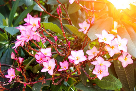 墙纸公园草地花中美丽的粉红色花朵图片