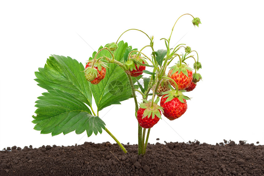 生长从土壤中种植的草莓户外吃图片