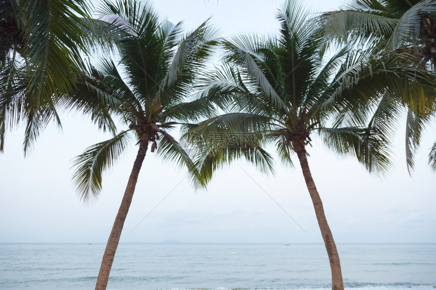 放松云海边滩上一连排的椰子树清晨绿色图片
