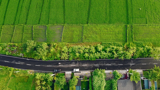 乡村的山草巴厘岛野外景区从横梁巴里风景全观背景图片