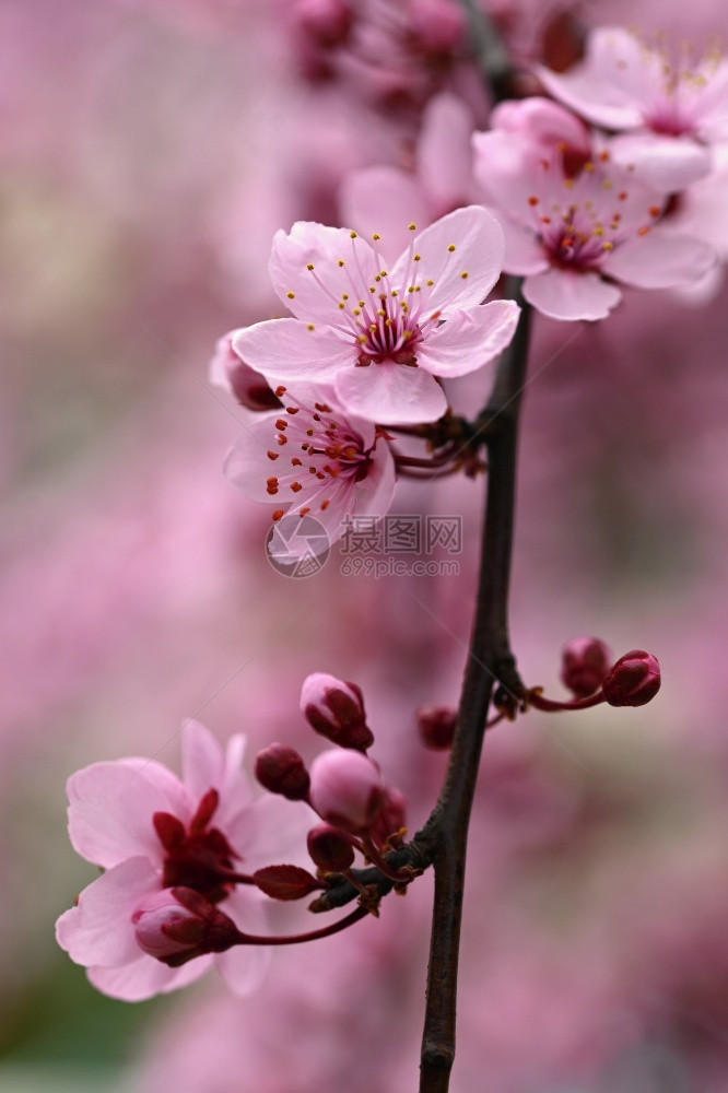 美丽天春时露出樱花的枝纹春时粉红樱花清香白色的图片