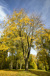 草皮稀有的凉爽秋季黄叶树季节的真实质和秋季节特有的黄叶子Yealedfoliage背景图片