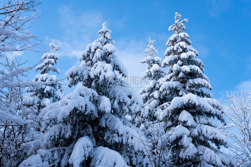 降雪压力松树在Rhon的雪覆盖fir树图片