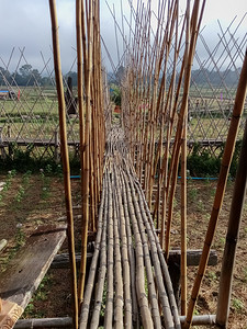 植物桥是竹子做的老制作图片