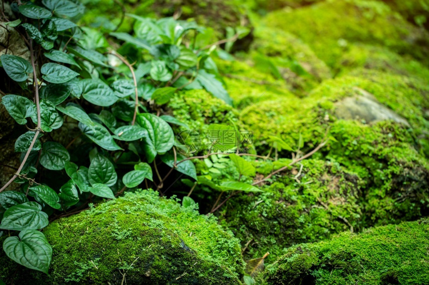 来自雨林的美丽绿苔草植物新鲜的图片